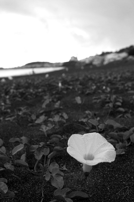 Flores na praia :: Flowers at the beach