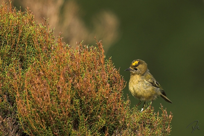 Regulus regulus azoricus