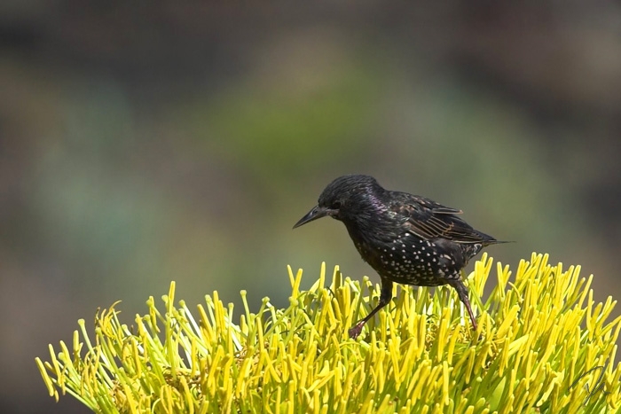 Sturnus vulgaris