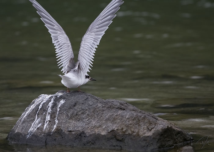 Sterna hirundo (young)