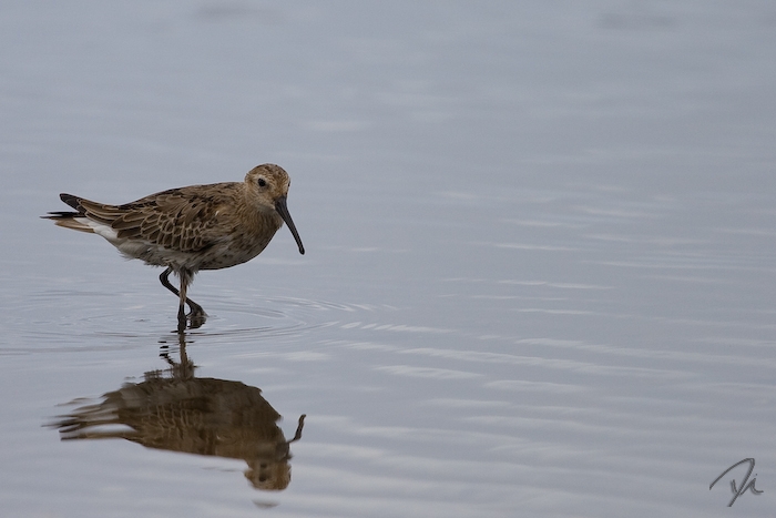 Calidris Alpina