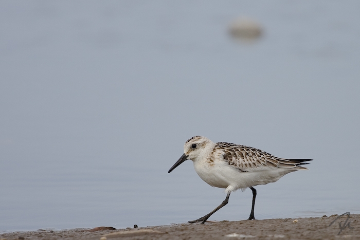 Calidris alba