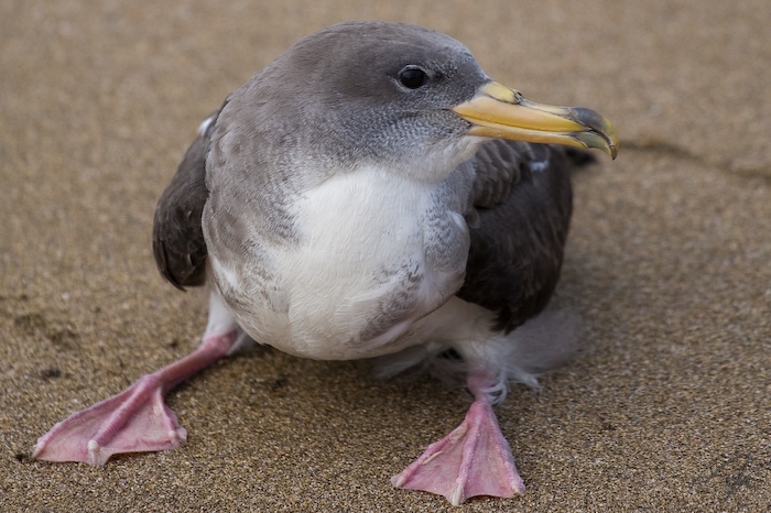 Calonectris diomedea