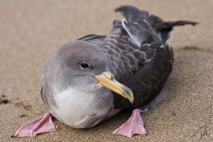 Calonectris diomedea