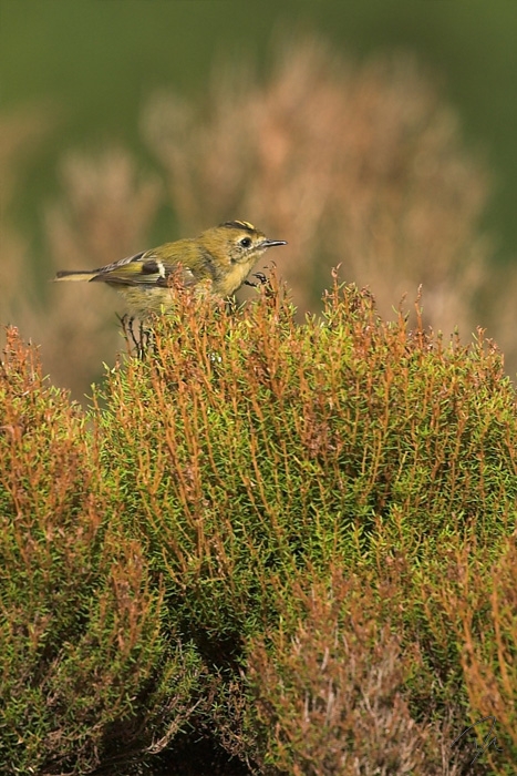 Regulus regulus azoricus