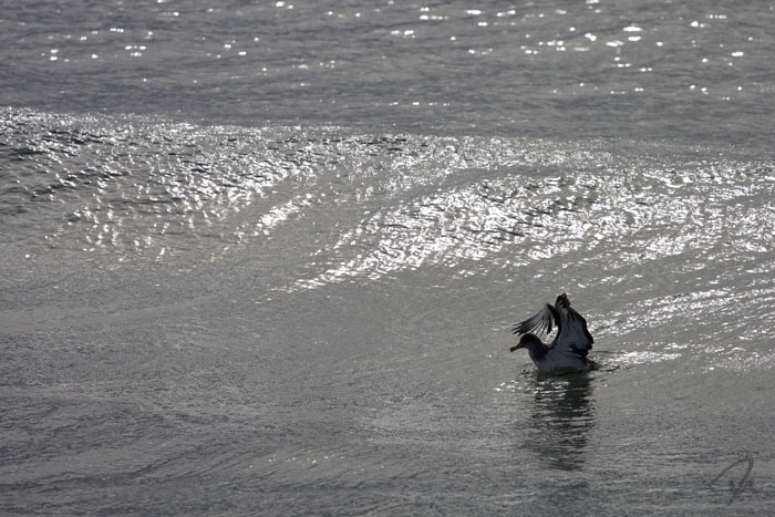 Calonectris diomedea borealis