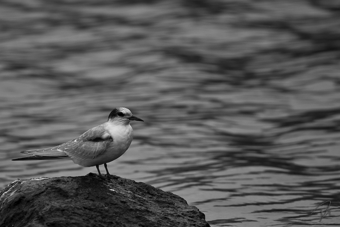Garajau juvenil :: Young Stern