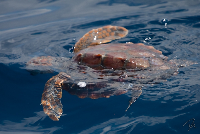 Tartaruga Marinha :: Marine Turtle