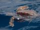 Tartaruga Marinha :: Marine Turtle